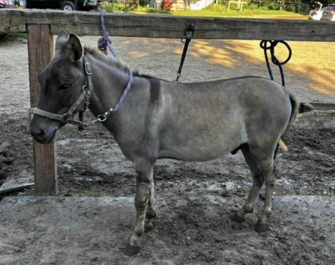 HorseID: 2312624 💥Price reduced💥Flashy mini mule - PhotoID: 1099729