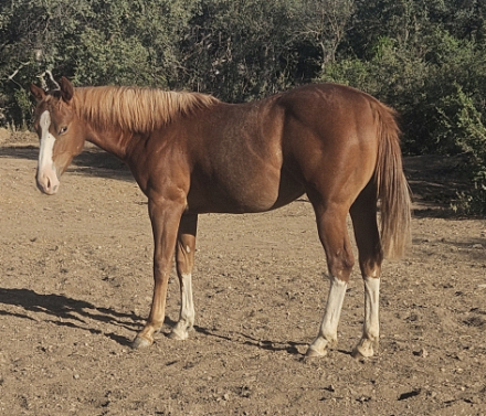 HorseID: 2312626 WERE CHAOTIC KEEPER - PhotoID: 1099662
