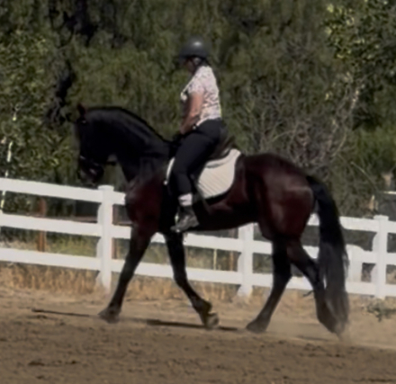 HorseID: 2312672 Brandon - PhotoID: 1099269