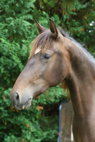 HorseID: 2312689 Artemousse V - PhotoID: 1101178
