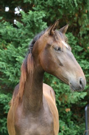 HorseID: 2312689 Artemousse V - PhotoID: 1101179