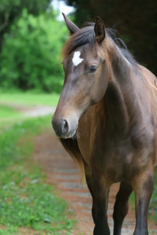 HorseID: 2312689 Artemousse V - PhotoID: 1101180