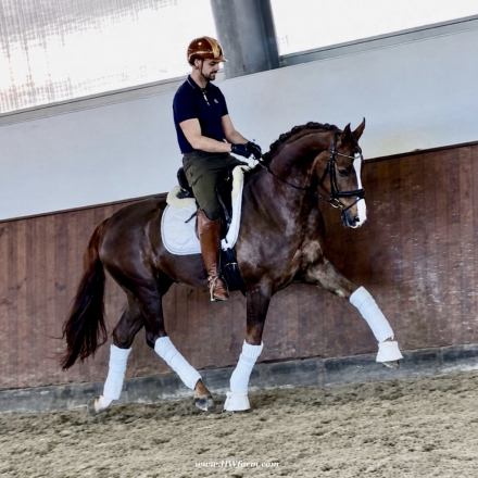 HorseID: 2312760 Extra Fine HW at www.HWfarm.com - PhotoID: 1099270