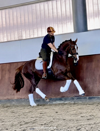 HorseID: 2312760 Extra Fine HW at www.HWfarm.com - PhotoID: 1099271