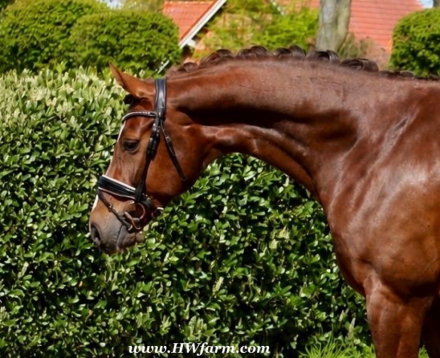 HorseID: 2312760 Extra Fine HW at www.HWfarm.com - PhotoID: 1099272