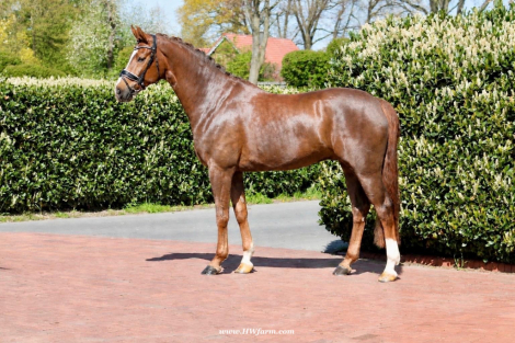 HorseID: 2312760 Extra Fine HW at www.HWfarm.com - PhotoID: 1099273