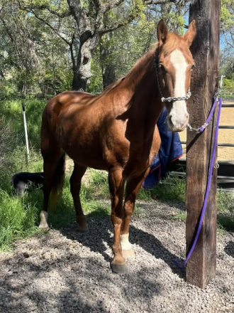 HorseID: 2312795 Loving Linda A&D - PhotoID: 1099265