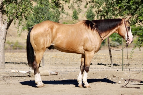 HorseID: 2312989 BAXTER - PhotoID: 1098269