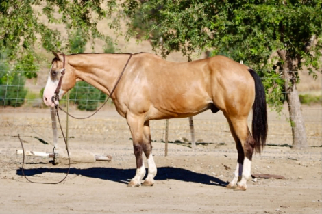 HorseID: 2312989 BAXTER - PhotoID: 1098270