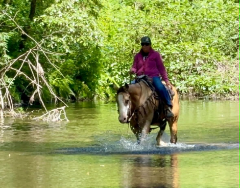 HorseID: 2312989 BAXTER - PhotoID: 1098271