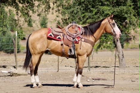 HorseID: 2312989 BAXTER - PhotoID: 1098272