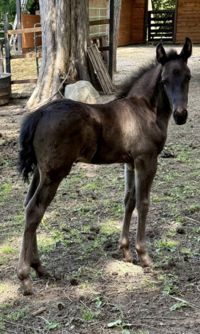 HorseID: 2313005 Riddick - PhotoID: 1098302