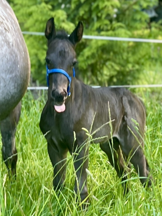 HorseID: 2313005 Riddick - PhotoID: 1098303