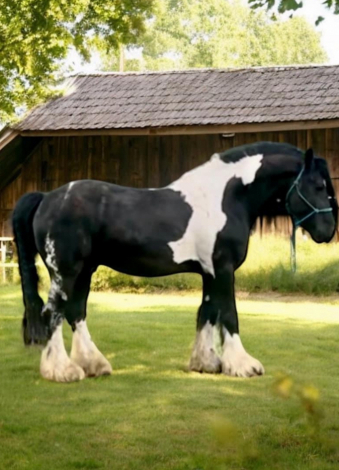 HorseID: 2313005 Riddick - PhotoID: 1098304