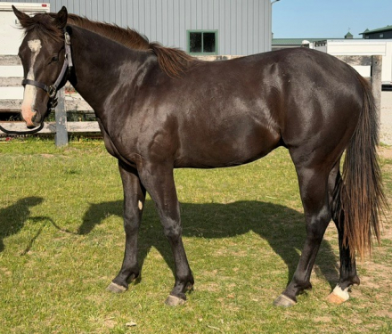 HorseID: 2313142 Mr Flammin Hott - PhotoID: 1098596