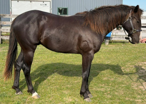 HorseID: 2313142 Mr Flammin Hott - PhotoID: 1098597