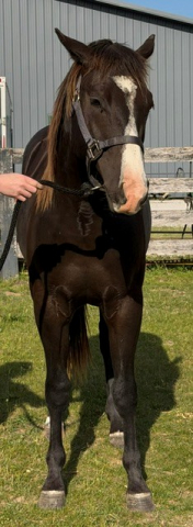 HorseID: 2313142 Mr Flammin Hott - PhotoID: 1098598