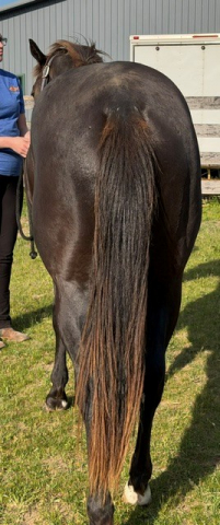 HorseID: 2313142 Mr Flammin Hott - PhotoID: 1098599