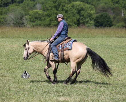 HorseID: 2313280 Mikes Poco Whiz - PhotoID: 1098659