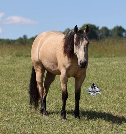 HorseID: 2313280 Mikes Poco Whiz - PhotoID: 1098660