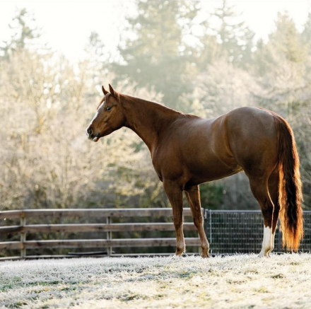HorseID: 2313299 Cool In Holiwood - PhotoID: 1098772