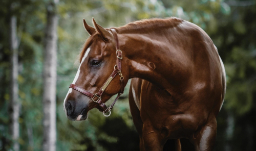 HorseID: 2313299 Cool In Holiwood - PhotoID: 1100099