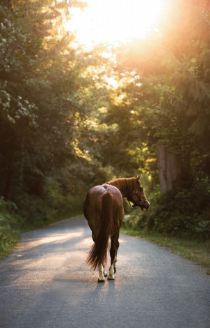 HorseID: 2313299 Cool In Holiwood - PhotoID: 1100100