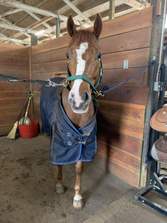 HorseID: 2313299 Cool In Holiwood - PhotoID: 1100101