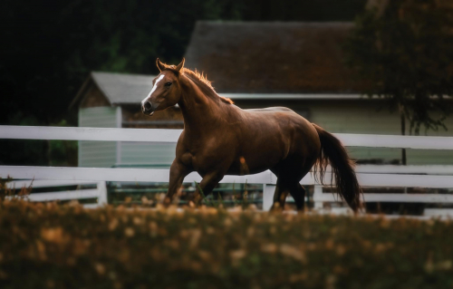 HorseID: 2313299 Cool In Holiwood - PhotoID: 1100102