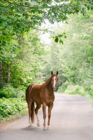 HorseID: 2313299 Cool In Holiwood - PhotoID: 1100103