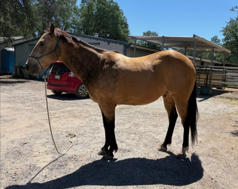 HorseID: 2313305 Spirit - PhotoID: 1099184