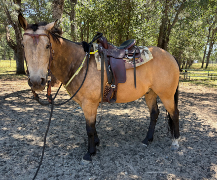 HorseID: 2313305 Spirit - PhotoID: 1099185