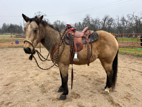 HorseID: 2313305 Spirit - PhotoID: 1099186
