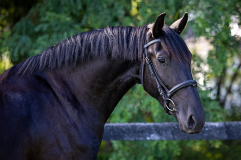 HorseID: 2313394 Lucent JRF - PhotoID: 1100728