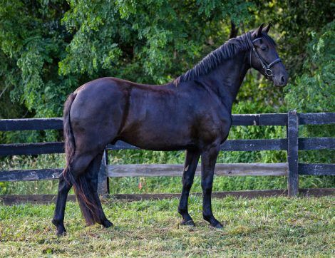 HorseID: 2313394 Lucent JRF - PhotoID: 1100729