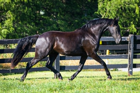 HorseID: 2313394 Lucent JRF - PhotoID: 1100730