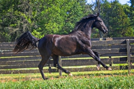 HorseID: 2313394 Lucent JRF - PhotoID: 1100731