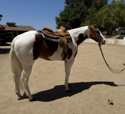 HorseID: 2313449 Truth never fails - PhotoID: 1100043