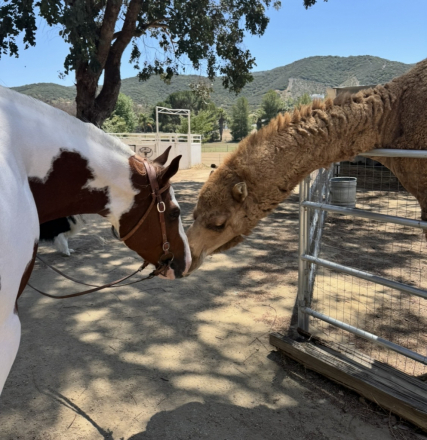 HorseID: 2313449 Truth never fails - PhotoID: 1100044