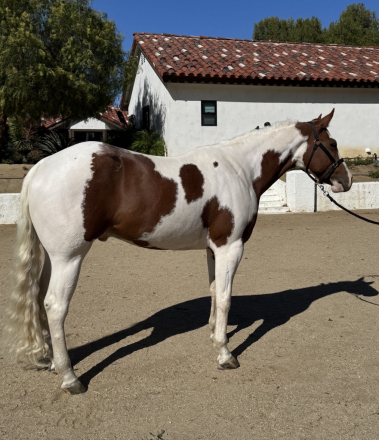 HorseID: 2313449 Truth never fails - PhotoID: 1100045