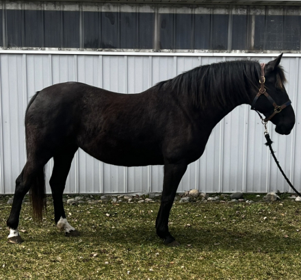 HorseID: 2313478 Lady - PhotoID: 1099896