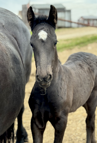 HorseID: 2313482 Galaxy(pending) - PhotoID: 1099962