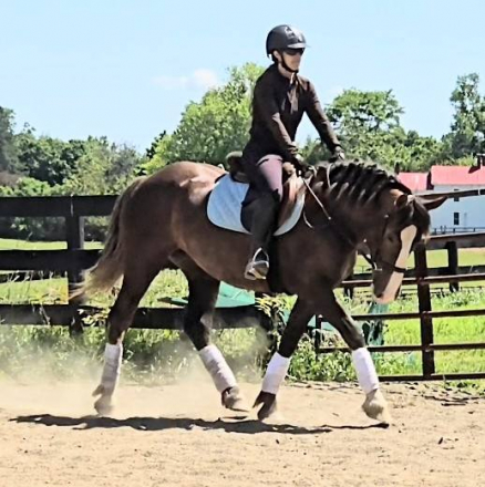 HorseID: 2313488 Charlotte - PhotoID: 1100542