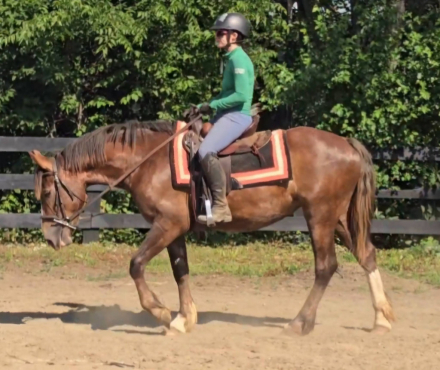 HorseID: 2313488 Charlotte - PhotoID: 1100543