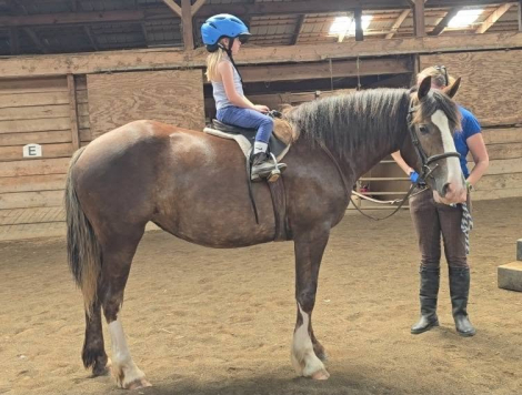 HorseID: 2313488 Charlotte - PhotoID: 1100544