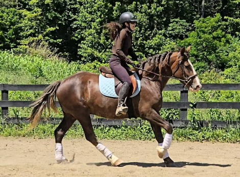 HorseID: 2313488 Charlotte - PhotoID: 1100545