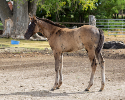 HorseID: 2313506 KT Rein N Bugs - PhotoID: 1101087