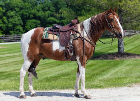 HorseID: 2313583 Maverick - PhotoID: 1099026