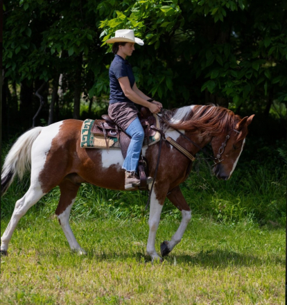 HorseID: 2313583 Maverick - PhotoID: 1099027