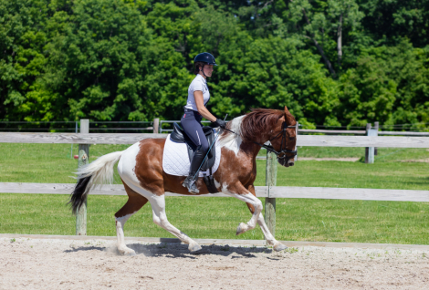 HorseID: 2313583 Maverick - PhotoID: 1099028